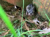 Elite Pest and Termite Control, LLC photo 6