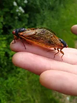 Ace Pest photo 7