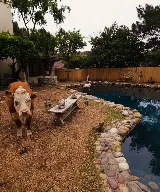 Crescenta Valley Pools photo 4