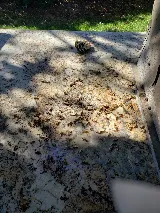 Bugman Pest Control photo 6