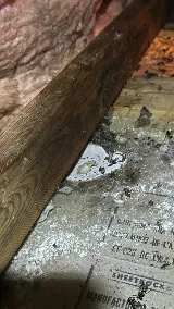 Amiral Extermination Montreal photo 5