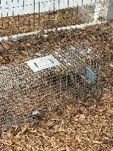 Cisneros Rodent & Wildlife Control photo 2