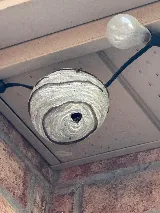 B.B.P.P. Pest Control Vaughan photo 3
