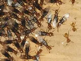 Truly Nolen Pest Control & Exterminators Waterloo photo 6