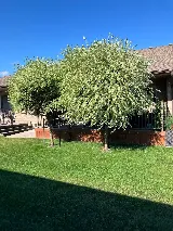 Two Men Landscaping photo 6