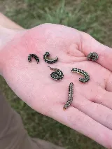 Healthy Home Pest Control & Services photo 4