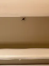 Pointe Pest Control - Beaverton photo 7