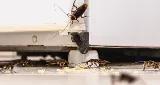 BugZero Pest Control Inc. photo 2