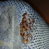 Yellow City Pest Control photo 8