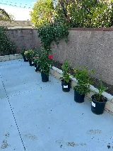 DAMIAN .LANDSCAPING photo 5