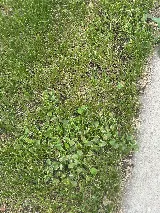 Nitro Green Professional Lawn & Tree Care photo 8