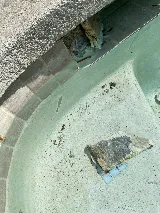 Blue Diamond Pools Inc photo 8