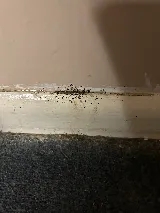 Excelsior Pest Group photo 2
