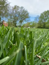 Wade's Reliable Lawncare photo 5