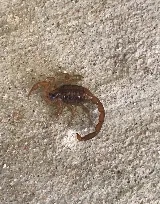 X Out Pest Services photo 6