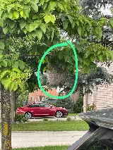 Fast Pest Control - Oakville photo 3
