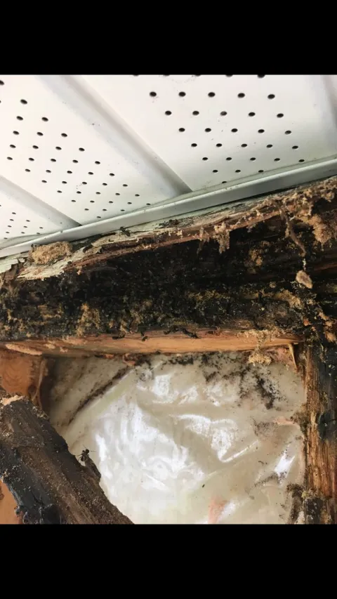 Wipe Out Pest Control Ltd in Campbell River