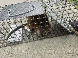 Wow Pest Control photo 3