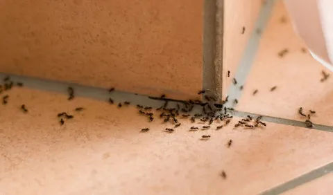 Vanquish Pest Control in Brampton