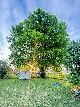 Aguilar Lawn and Landscape photo 5