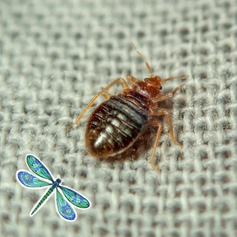 All Pest of Syracuse in Syracuse