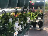 Southern Scapes Landscaping & Garden Center photo 6
