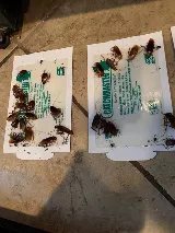 Colonial Pest Control photo 6