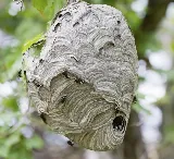 Ray's Pest Control and Wildlife Removal photo 7
