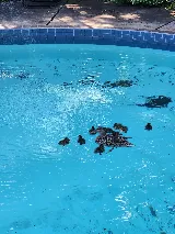 Thornhill Pool Service photo 6