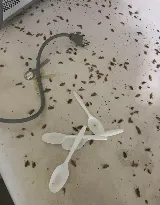 Vanquish Pest Control photo 7