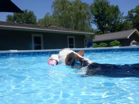 Illini Pools in Springfield