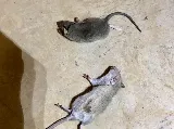 Professional Termite & Pest Control photo 4