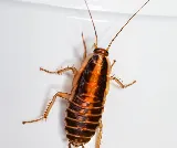 Organic Pest Control photo 4