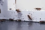 The Bugman Pest Control Services photo 9
