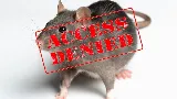 Alley Cat - Rodent Exclusion Company