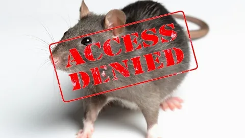 Alley Cat - Rodent Exclusion Company in San Francisco