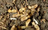 Ray's Pest Control photo 2