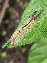 Home-Tite Pest Control & Proofing photo 7