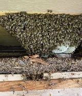 Superior Termite & Pest Control, Inc. photo 7