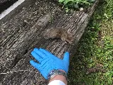 Natura Pest Control - Vancouver photo 6