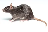 Sentry Pest Control - Cobble Hill BC photo 5