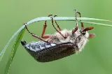 Castle Pest Control photo 2