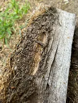 X Out Pest Services photo 7