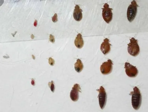 All Out Bed Bug Exterminators NYC in New York City