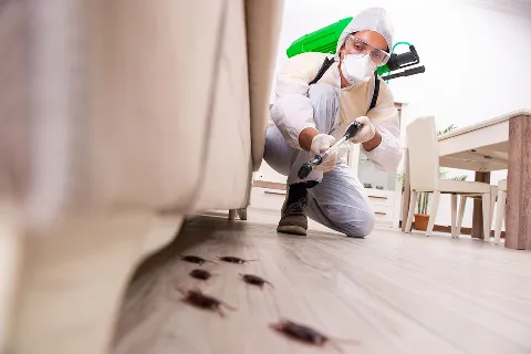 Active Pest Control Richmond photo 1
