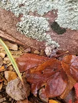 Mountain Man Pest Control photo 4