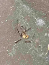 Bulwark Exterminating photo 7