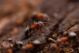 PestX Bakersfield Termite & Pest Control photo 6