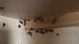 Mid Central Pest Control photo 2