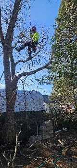 Bnl trees and landscaping photo 2